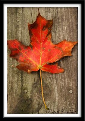 g4/78/455178/3/52206219.RedMapleonOldWood_resize.jpg