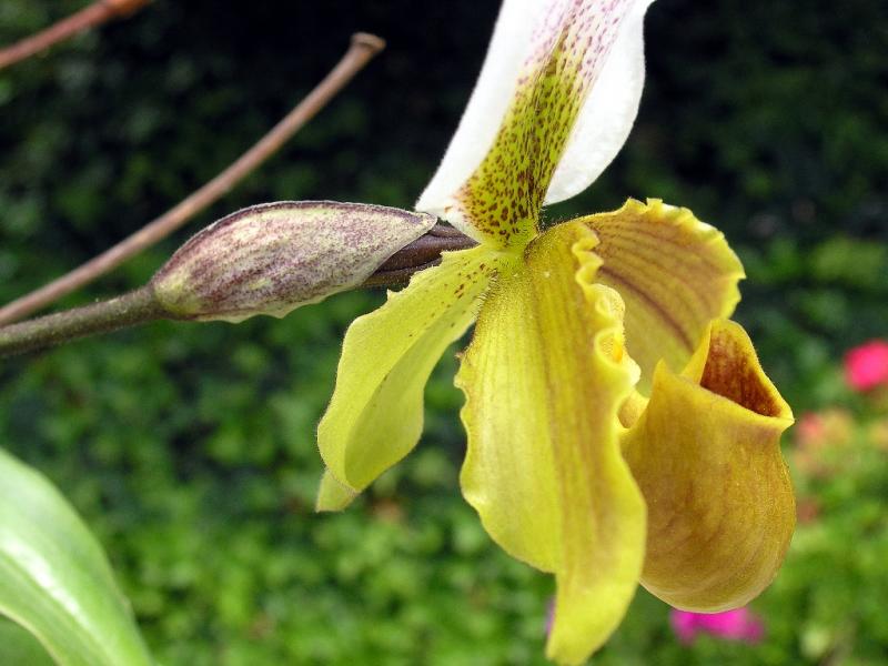 Orchid_Garden 003.jpg