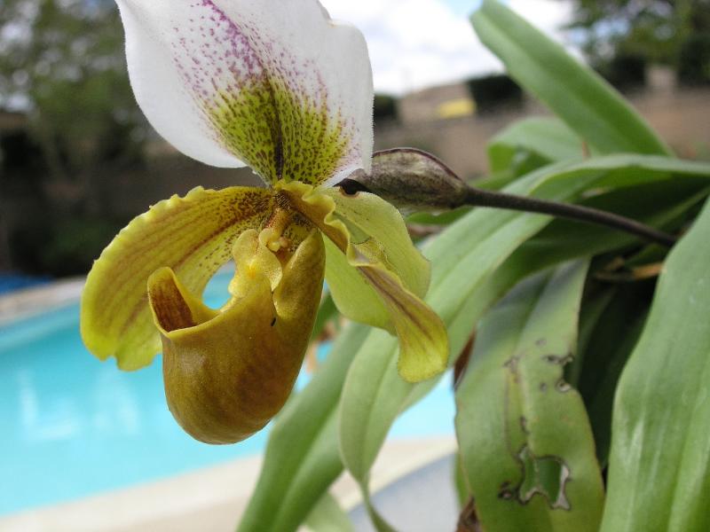 Orchid_Garden 004.jpg