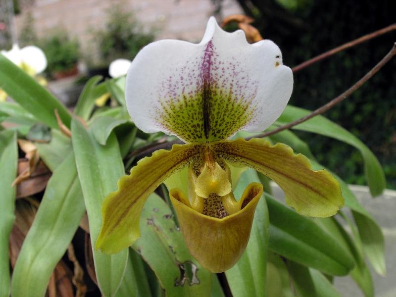 Orchid_Garden 007.jpg