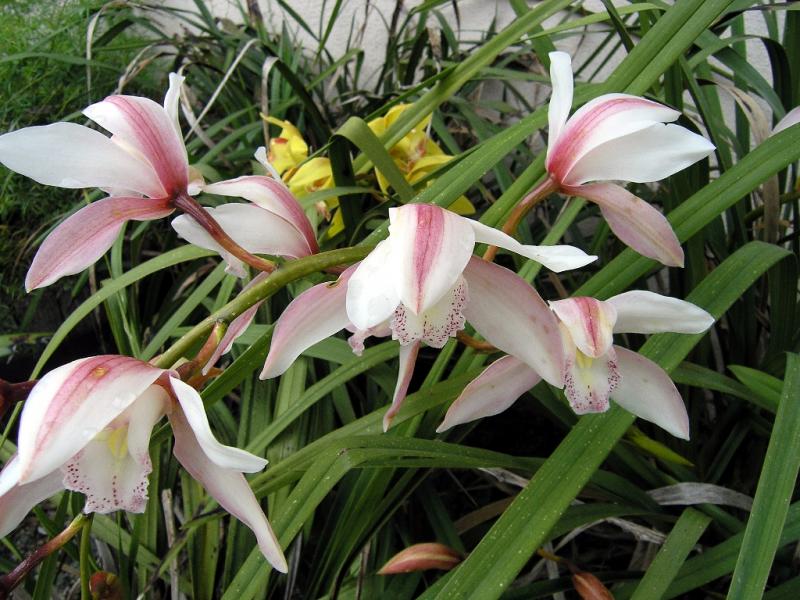 Orchid_Garden 025.jpg