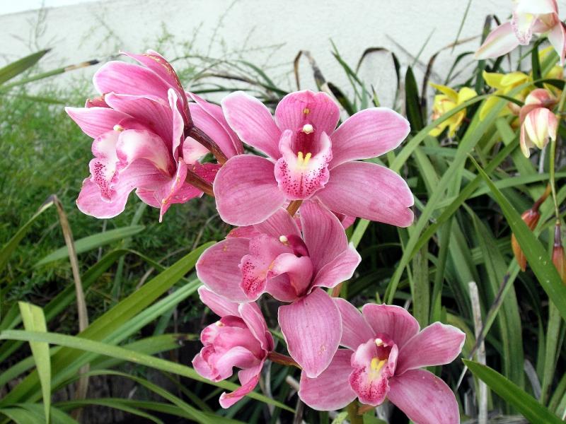 Orchid_Garden 020.jpg