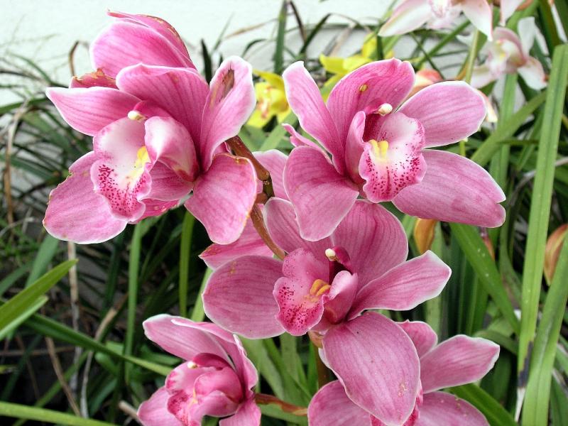 Orchid_Garden 021.jpg