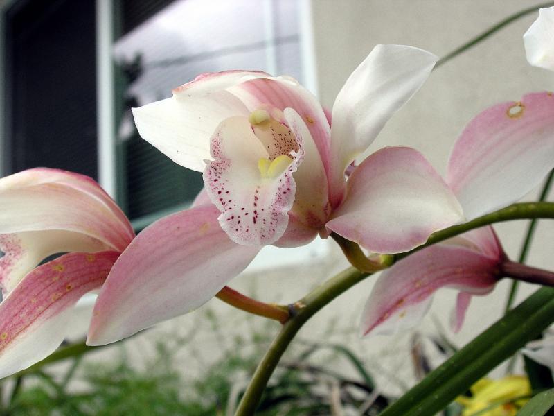 Orchid_Garden 023.jpg