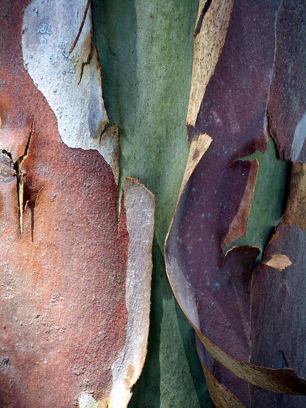 Eucalyptus Bark