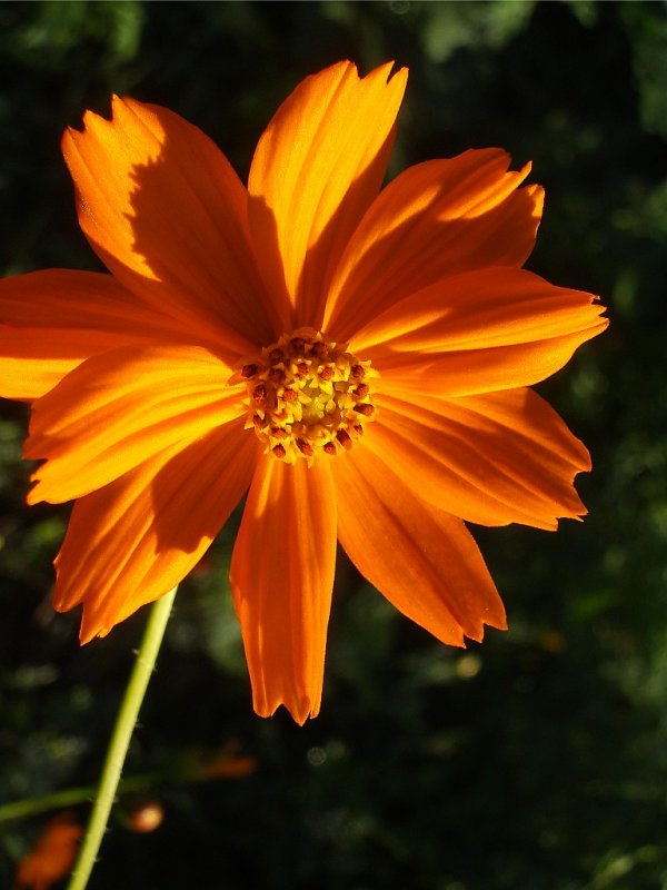 Orange Cosmos