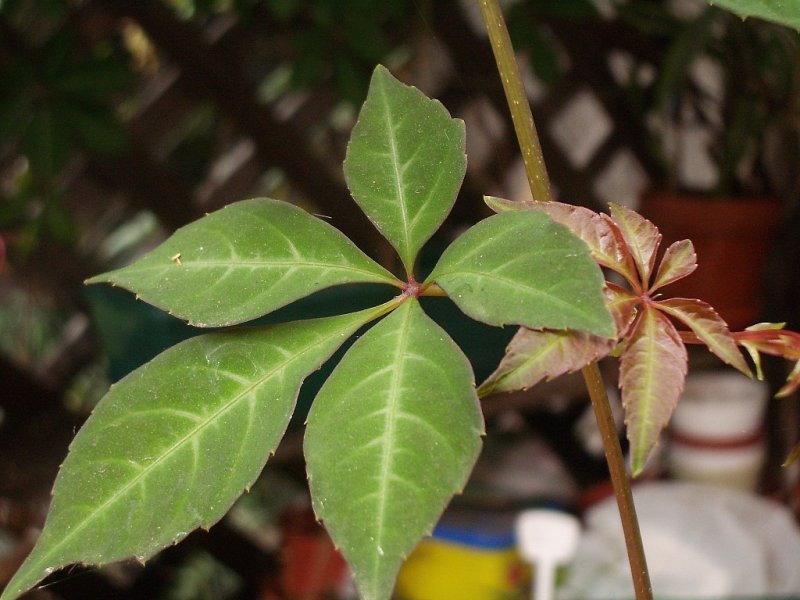 Vine Over the Potting Benach