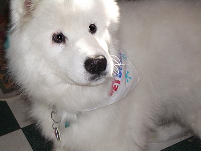 g4/78/459878/3/52501773.buster_petsmart_2.jpg