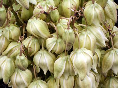 g4/78/459878/3/60561081.MohaveYucca1.jpg