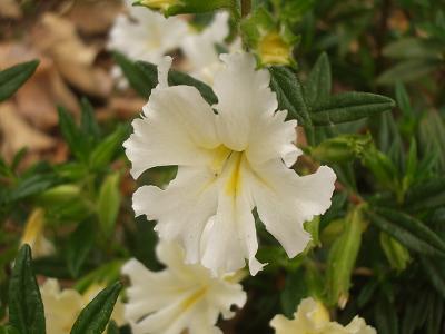 g4/78/459878/3/60561086.MonkeyFlower1.jpg