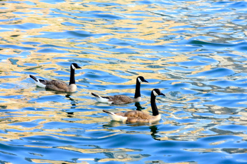 On the Allegheny