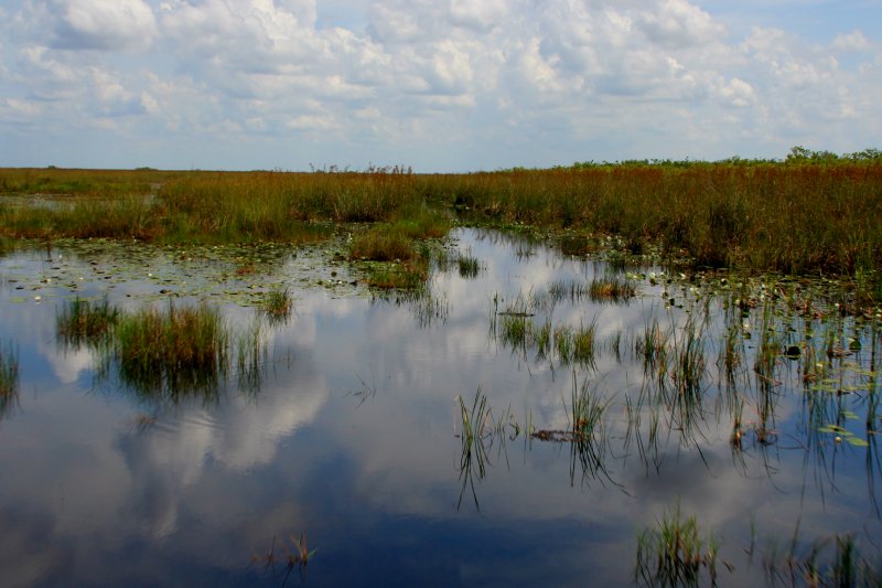the everglades