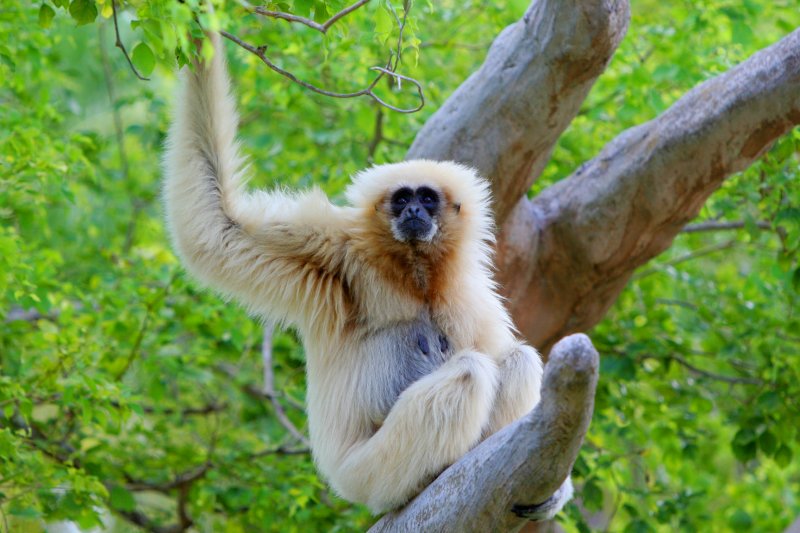 chimpanzee