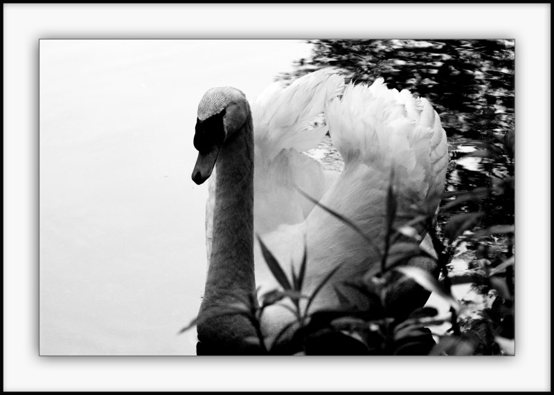 graceful swim 51