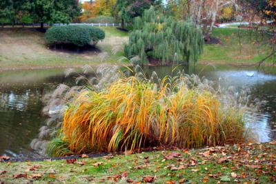 changement d'herbes