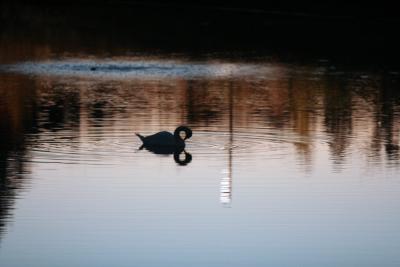 le cygne noir