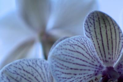 orchid in blue