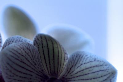 orchid in blue
