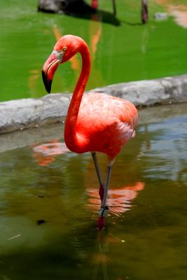 the wading flamingo