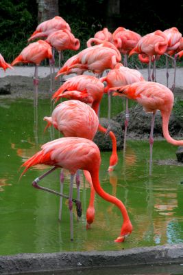 flamingo row