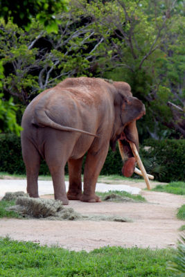 elephant