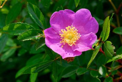 Prickly Rose (Rosa acicularis), Nauset Salt Marsh