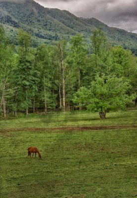 Horse in Mountain Field