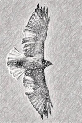 Sketch of a Hawk