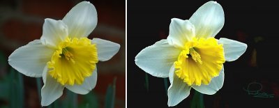 Daffodil - harbinger of spring