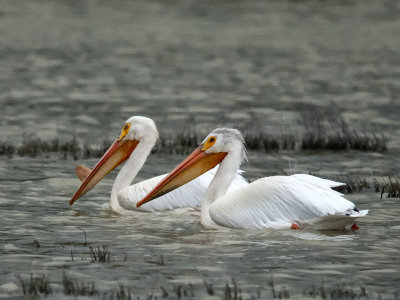 American White Pelican Pair