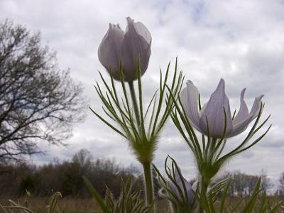 Pasque Flowers from an Rabbit's Viewpoint