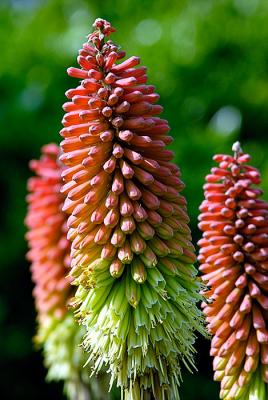 Red Hot Poker