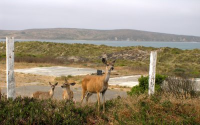 Locals Observe Non-native Species