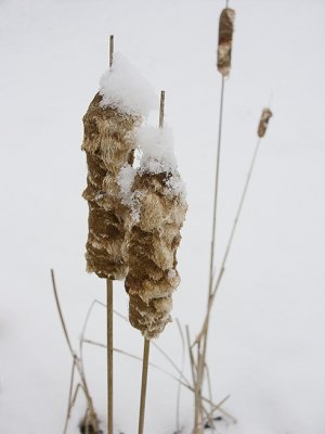 Cattails in Winter