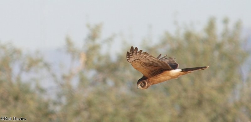 Northern Harrier