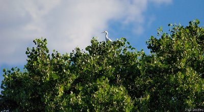 Great Egret