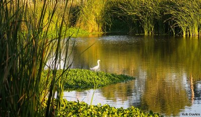 Snowy Egret