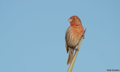 Male House Finch