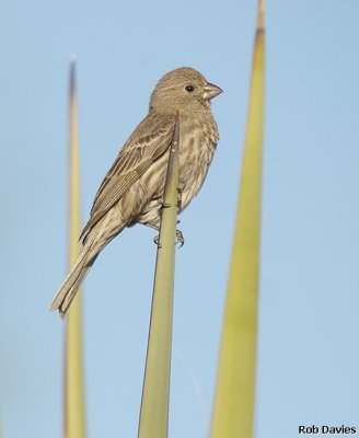 House Finch