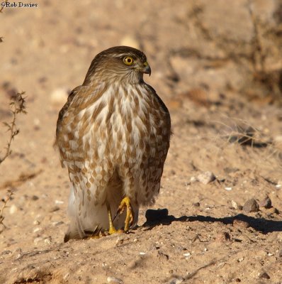 Cooper's Hawk in the Sonoran Desert