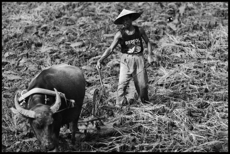 Beast of Burden, Guangxi 2006