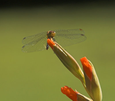 Dragonfly