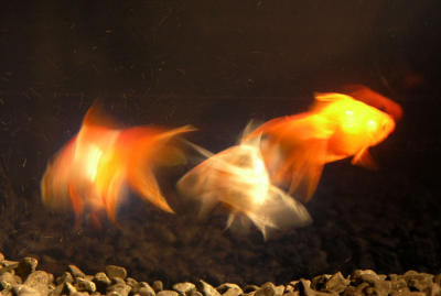Fishzy