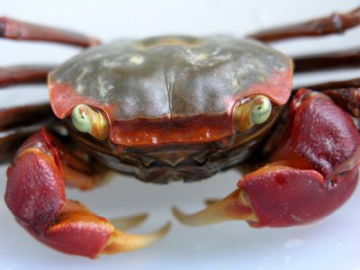 Crabbie