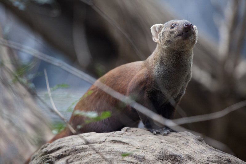 Normal-sized mongoose.