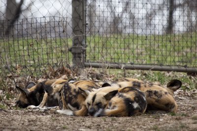 Once again, the African Wild Dogs are asleep.