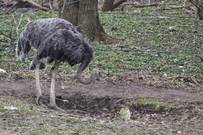 Ostrich.