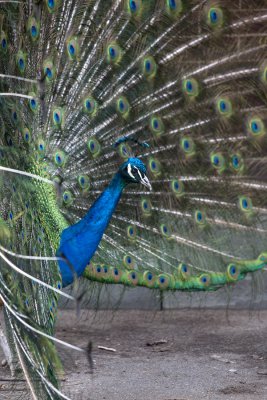 Excited Peacock.