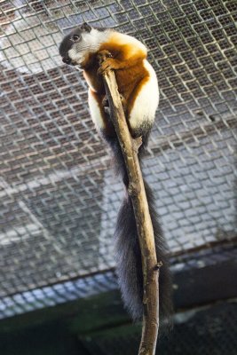 Fancy looking squirrel.