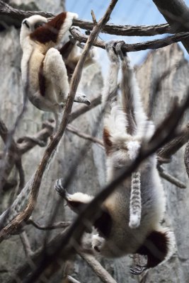 Fighting sifakas.